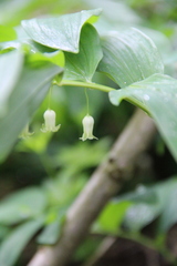Polygonatum orientale