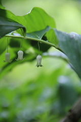 Polygonatum orientale