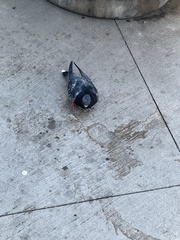 Columba livia