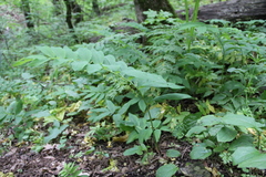 Polygonatum orientale