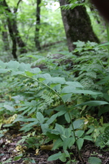 Polygonatum orientale