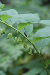 Polygonatum orientale
