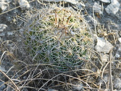 Coryphantha cornifera