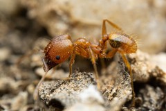 Pheidole hyatti