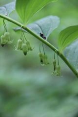 Polygonatum orientale
