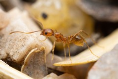 Pheidole hyatti