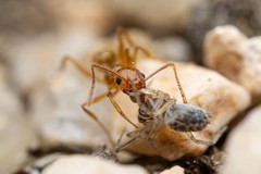 Pheidole hyatti