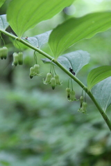 Polygonatum orientale