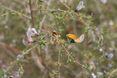 Aspalathus glossoides