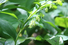 Polygonatum orientale