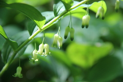 Polygonatum orientale
