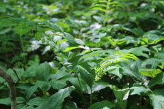 Polygonatum orientale
