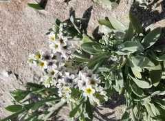 Heliotropium curassavicum