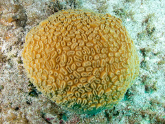 Dichocoenia stokesii