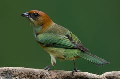 Stilpnia peruviana