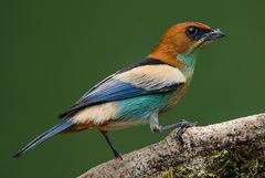 Stilpnia peruviana