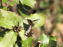 Bombylius fimbriatus