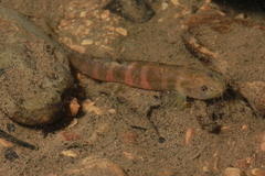 Roberts's Brook Loach photo 2