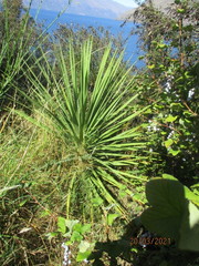 Berberis glaucocarpa
