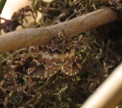 Enchoria lacteata