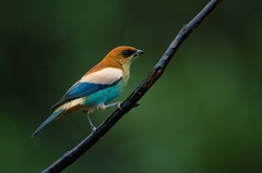Chestnut-Backed Tanager photo 2