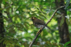 Turdus lherminieri