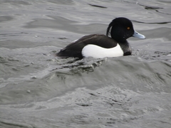 Aythya fuligula