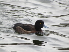 Aythya fuligula