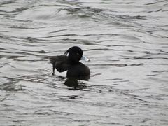 Aythya fuligula