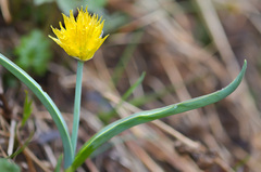 Allium semenowii