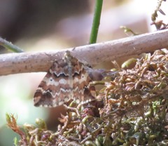 Enchoria lacteata