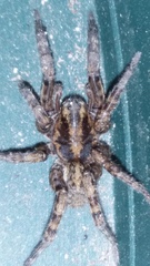 Arctosa personata