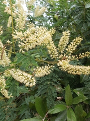 Pterolobium stellatum