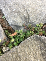 Cerastium semidecandrum