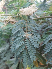 Pterolobium stellatum