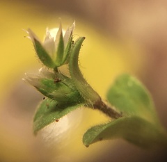 Cerastium semidecandrum