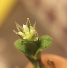 Cerastium semidecandrum