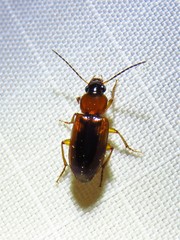 Stenolophus dissimilis