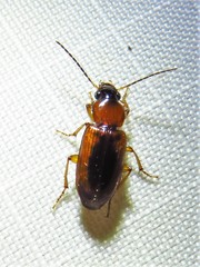 Stenolophus dissimilis