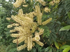 Pterolobium stellatum