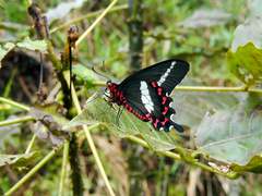 Parides bunichus bunichus