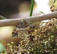 Enchoria lacteata