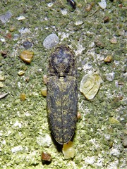 Lacon marmoratus