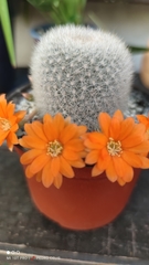 Rebutia
