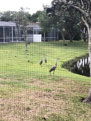 Grus canadensis image