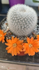 Rebutia