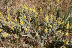 Aspalathus muraltioides