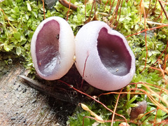 Geoscypha violacea