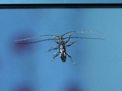 Ambonus interrogationis