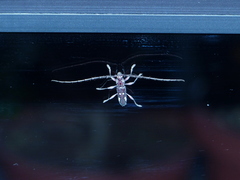 Ambonus interrogationis